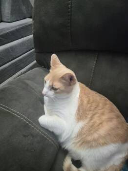 Poppy -  Domestic Short Hair Cat for Adoption in Shell Lake, Wisconsin - Poppy | PetCurious