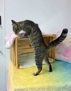 Rescue Tabby and Domestic Short Hair Cats for Adoption in Morehead, Kentucky - Sasha | PetCurious