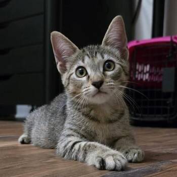 Nora -  Domestic Short Hair Cat for Adoption in Titusville, Florida - Nora | PetCurious