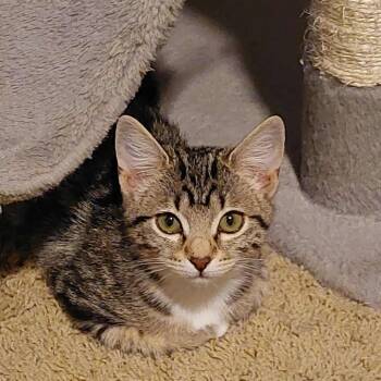 Rescue Domestic Short Hair Cats for Adoption in Nampa, Idaho - Enid | PetCurious