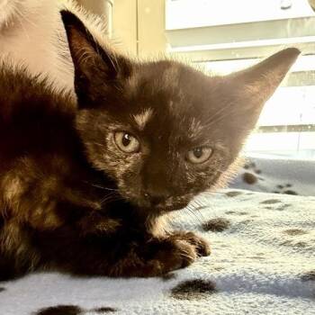 Dory -  Domestic Short Hair Cat for Adoption in Los Angeles, California - Dory | PetCurious