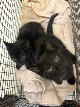 NANCY -  Domestic Short Hair Cat for Adoption in Tustin, California - NANCY | PetCurious