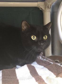 Scar -  Domestic Short Hair Cat for Adoption in Montreal, Quebec - Scar | PetCurious