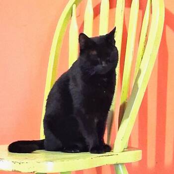 Bombay and Domestic Short Hair Cats Available for Adoption - Lady Beatrice | PetCurious