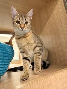 Rescue Domestic Short Hair Cats for Adoption in Bossier City, Louisiana - Amara | PetCurious