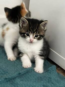 Domestic Short Hair Cats Available for Adoption in Sioux City, Iowa - Coyote  | PetCurious