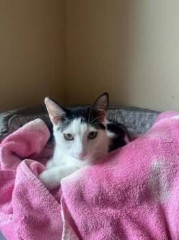 Coke -  Domestic Short Hair Cat for Adoption in Fort Collins, Colorado - Coke | PetCurious