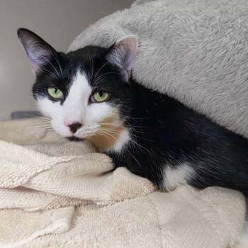 Lucky -  Domestic Short Hair and Mixed Breed Cat for Adoption in South Elgin, Illinois - Lucky | PetCurious