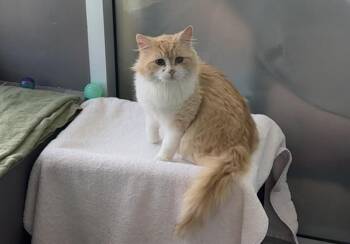 Domestic Long Hair Cats Available for Adoption - COSTCO | PetCurious