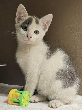 TAQUITO -  Domestic Short Hair Cat for Adoption in Clyde, North Carolina - TAQUITO | PetCurious