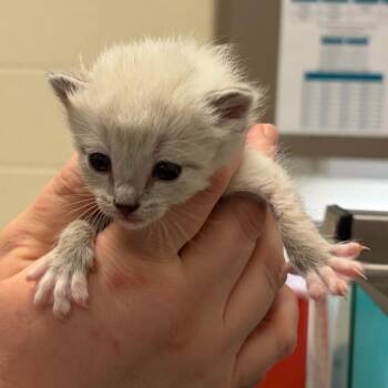 Sleep Token -  Domestic Short Hair Cat for Adoption in Asheville, North Carolina - Sleep Token | PetCurious