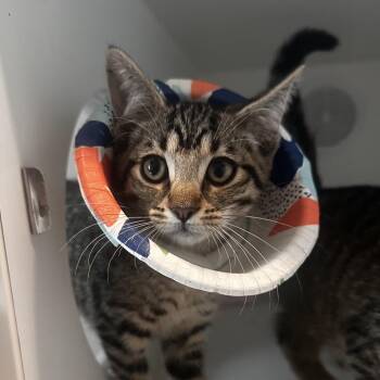 Menchie -  Domestic Short Hair Cat for Adoption in Dearborn, Michigan - Menchie | PetCurious