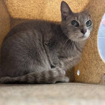 Domestic Short Hair Cats Available for Adoption in Tuscaloosa, Alabama - TUSC-Wildlife-83984 | PetCurious