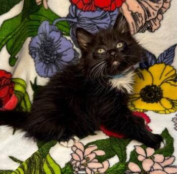 Domestic Medium Hair and Domestic Short Hair Cats Available for Adoption in Missoula, Montana - Knick | PetCurious