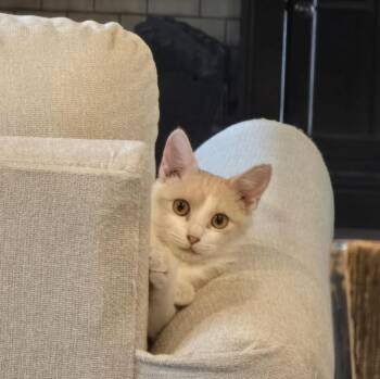 Rescue Domestic Short Hair Cats for Adoption in Terrell, Texas - Frida | PetCurious