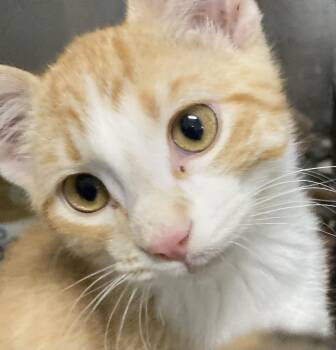 Peanut Butter -  Domestic Short Hair Cat for Adoption in Dayton, Minnesota - Peanut Butter | PetCurious