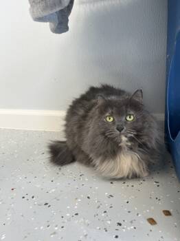 Rescue Domestic Long Hair Cats for Adoption in Lansing, Michigan - Karmen | PetCurious
