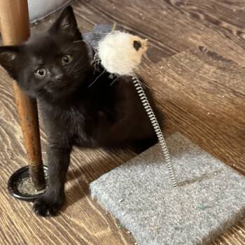 Rescue Domestic Short Hair Cats for Adoption in Charlotte, North Carolina - Sierra | PetCurious