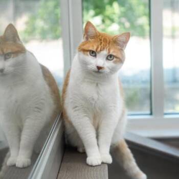 Thunder Cat -  Domestic Short Hair Cat for Adoption in Atlanta, Georgia - Thunder Cat | PetCurious
