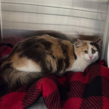 Domestic Long Hair Cats Available for Adoption - Puff | PetCurious