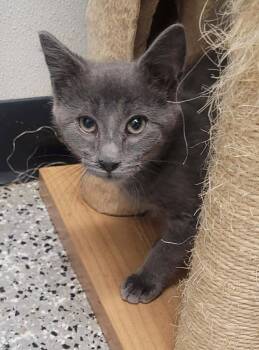 Boone -  Domestic Short Hair Cat for Adoption in Republic, Missouri - Boone | PetCurious