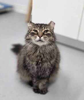 Gerald -  Domestic Long Hair Cat for Adoption in Shelby, Michigan - Gerald | PetCurious