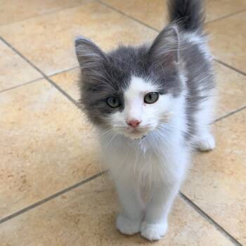 Stapler -  Domestic Long Hair Cat for Adoption in Columbus, Georgia - Stapler | PetCurious