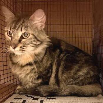 Domestic Medium Hair Cats Available for Adoption in Austin, Texas - Ganache | PetCurious