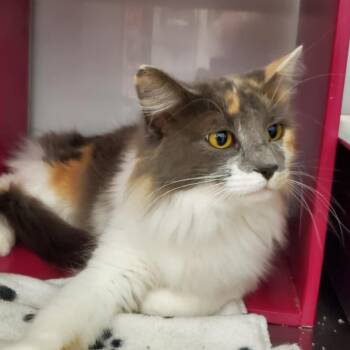 Rescue Domestic Long Hair Cats for Adoption in Wyandotte, Michigan - Cherry @ Livonia PetSmart | PetCurious