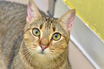 Anastasia -  Domestic Short Hair and Tiger Cat for Adoption in Sanford, Florida - Anastasia | PetCurious