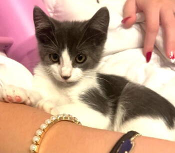 Rescue Domestic Short Hair Cats for Adoption in San Jose, California - Martin | PetCurious