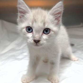 Amy -  Domestic Short Hair Cat for Adoption in Michigan City, Indiana - Amy | PetCurious