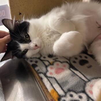 Domestic Medium Hair Cats Available for Adoption in Falls Church, Virginia - Virginia Dare | PetCurious