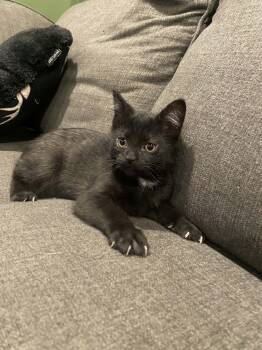 Ike -  Domestic Short Hair Cat for Adoption in Hamilton, Ontario - Ike | PetCurious