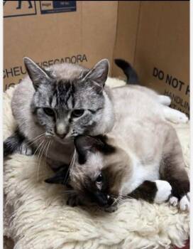 Domestic Short Hair Cats Available for Adoption - Mona Lisa  | PetCurious