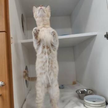 Domestic Short Hair Cats Available for Adoption in Voorhees Township, New Jersey - Mello | PetCurious