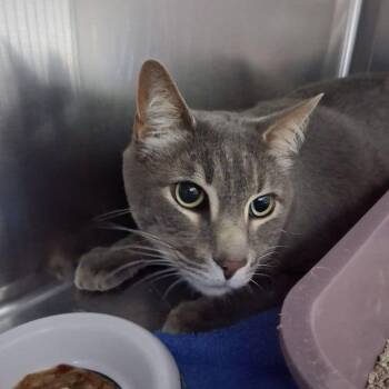Sawyer -  Domestic Short Hair Cat Available for Adoption in Lake Havasu City, Arizona - Sawyer | PetCurious