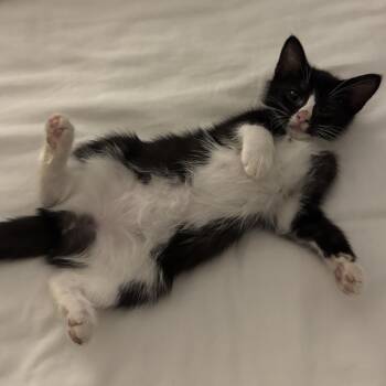 Monica -  Domestic Long Hair Cat for Adoption in Tallahassee, Florida - Monica | PetCurious