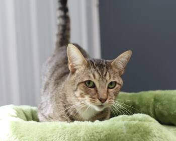 Rescue Domestic Short Hair Cats for Adoption in Lancaster, Ohio - Crow | PetCurious