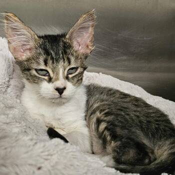 Dawn -  Domestic Short Hair Cat for Adoption in Palm Springs, California - Dawn | PetCurious