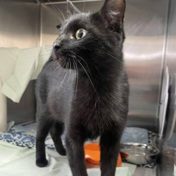 Roxy -  Domestic Short Hair Cat for Adoption in Philadelphia, Pennsylvania - Roxy | PetCurious