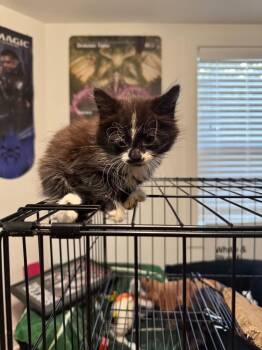 Ulysses -  Domestic Long Hair Cat for Adoption in Augusta, Georgia - Ulysses | PetCurious