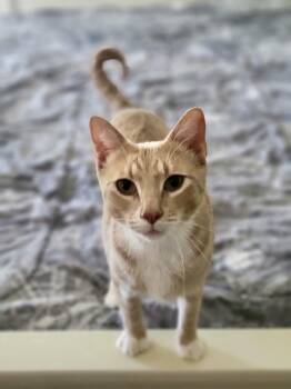 Bob -  Tabby and American Shorthair Cat for Adoption in Mission Viejo, California - Bob | PetCurious