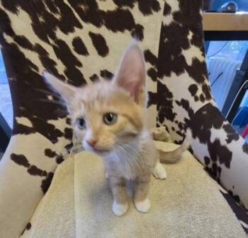 Domestic Long Hair and Domestic Short Hair Cats Available for Adoption in Conway, South Carolina - Waffles | PetCurious