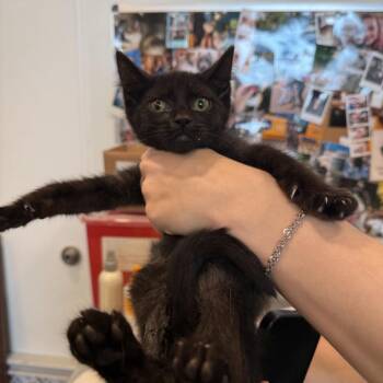 Tornado -  Domestic Short Hair Cat for Adoption in Louisville, Kentucky - Tornado | PetCurious