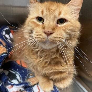 Lucy -  Domestic Long Hair Cat for Adoption in Kankakee, Illinois - Lucy | PetCurious