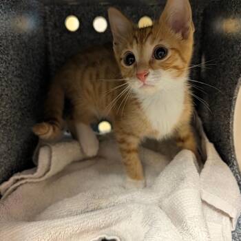 Name Unknown -  Domestic Short Hair Cat for Adoption in Pasadena, California - Name Unknown | PetCurious