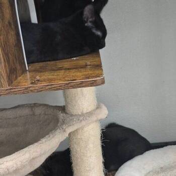 Starlight -  Domestic Short Hair Cat for Adoption in Tampa, Florida - Starlight | PetCurious