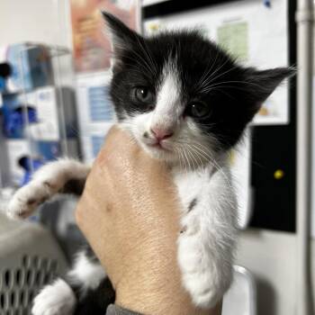 Domestic Short Hair Cats Available for Adoption - Pluto | PetCurious