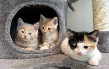Judy -  Calico and Domestic Short Hair Cat for Adoption in Richardson, Texas - Judy | PetCurious